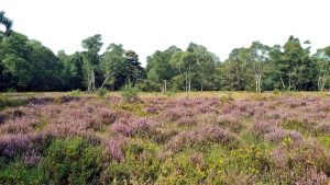 Looking towards area on the Sheepwash section of Newtown Common cleared of scrub by Green Gym and Sparsholt students in November 2022